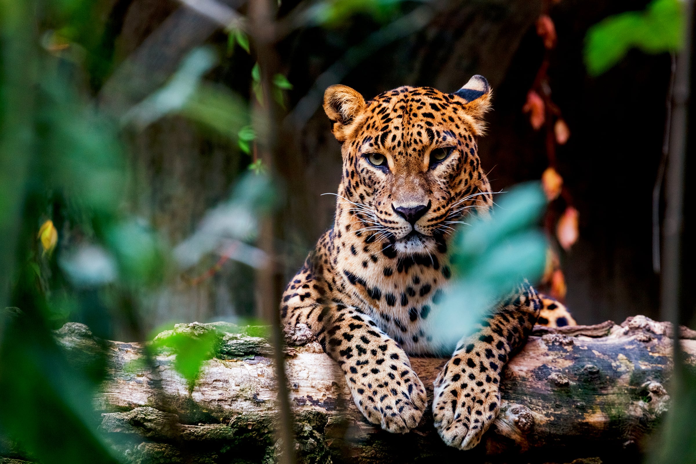 Un léopard dans la forêt au Sri Lanka